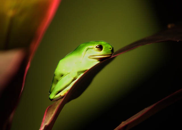 frog.2